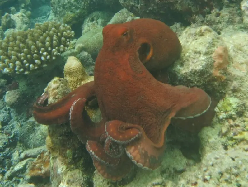 Un poulpe de r?cifs commun (Octopus cyanea) aux Maldives (atoll de Baa)