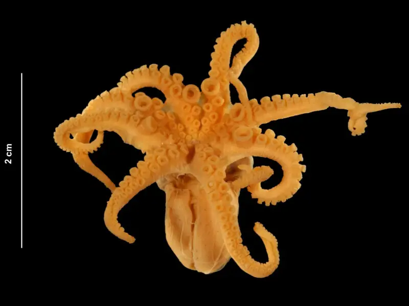 Octopus joubini Robson, 1929 (USNM 816834) ventral view. Male