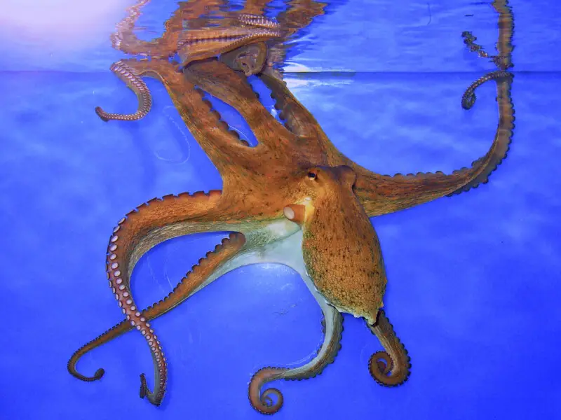 Common octopus Facts, Diet, Habitat & Pictures on Animalia.bio