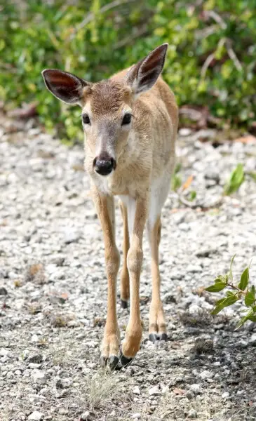 A male Key deer from the front. This species is only found on some of the Florida Keys.