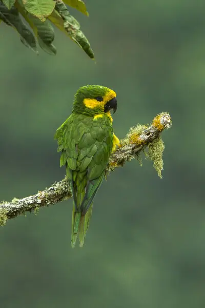 A Yellow-eared Parrot in Colombia.