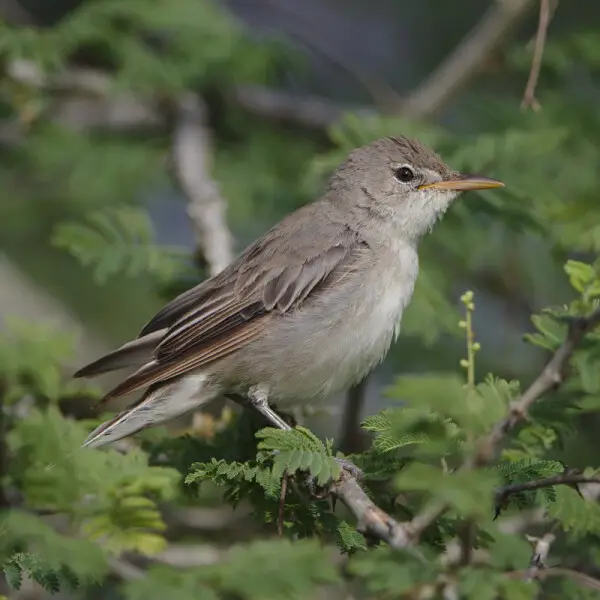 The olive-tree warbler leaves its breeding ground in southern Europe every year, and flies to southern Africa for the northern winter. They are fairly common here, but not very easy to find as they are secretive and don't usually call. A famous location f