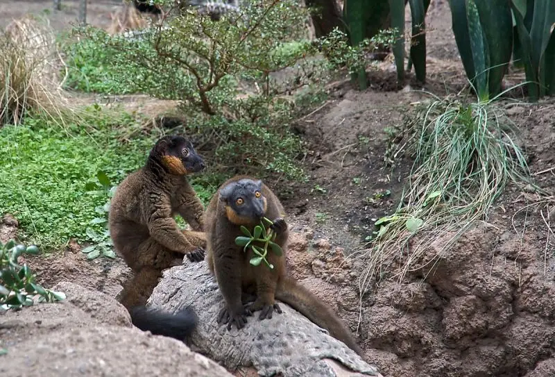 Collared Brown Lemur photo