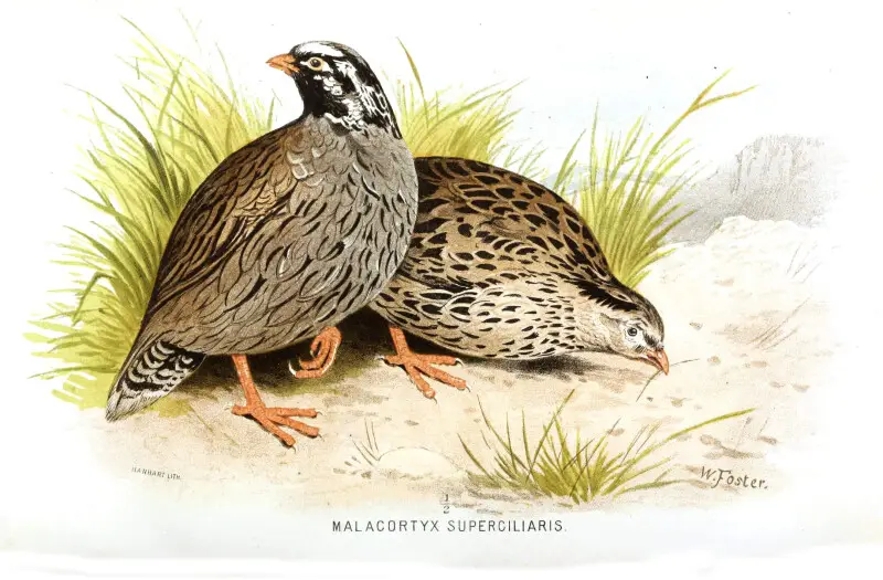 Painting of Mountain Quail Ophrysia superciliosa
Hume and Marshall, Game birds of India, Burmah and Ceylon. 1880 Volume 2.

  ???? ?? ???? ???????? Ophrysia superciliosa
