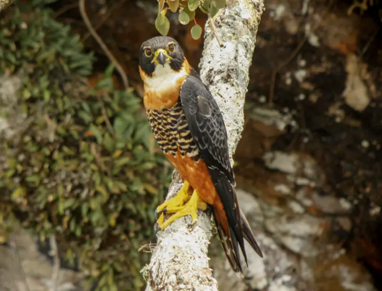 Male Orange-breasted Falcon in perch, Panama