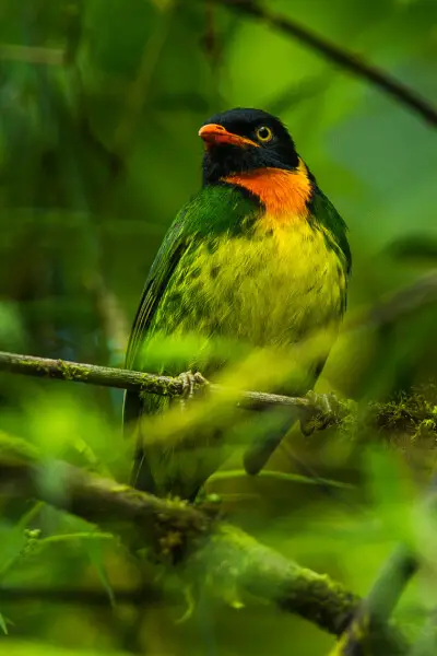 Orange-breasted Fruiteater (Pipreola jucunda99) - Mindo - Ecuador_S4E5422