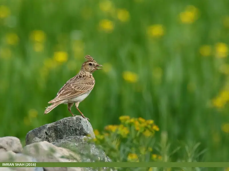 Oriental Skylark (Alauda gulgula) captured at Gulaghmuli, Ghizer, Gilgit-Baltistan, Pakistan with Canon EOS 7D Mark II