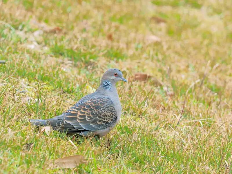 500px provided description: Oriental turtle-dove (Streptopelia orientalis,&#160;????) in Kibogaola Park near the baseball field in Kitazakura, Yasu City  (via Flickr ift.tt/2n9mweT) [#birds ,#wildlife ,#?? ,#Flickr ,#??? ,#???? ,#shigaprefecture ,#???]