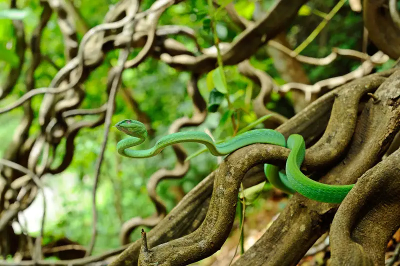 Oriental Vine Snake, Ahaetulla prasina in Kaeng Krachan National Park