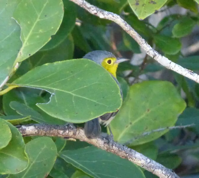 Oriente warbler (Teretistris fornsi) Playa Larga, Zapata area, Cuba