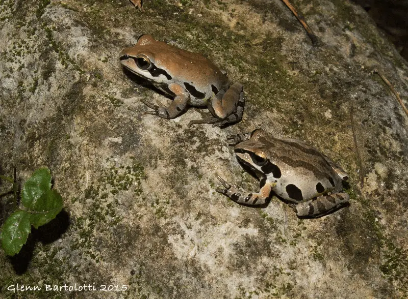 Ornate chorus frog Facts, Diet, Habitat & Pictures on Animalia.bio