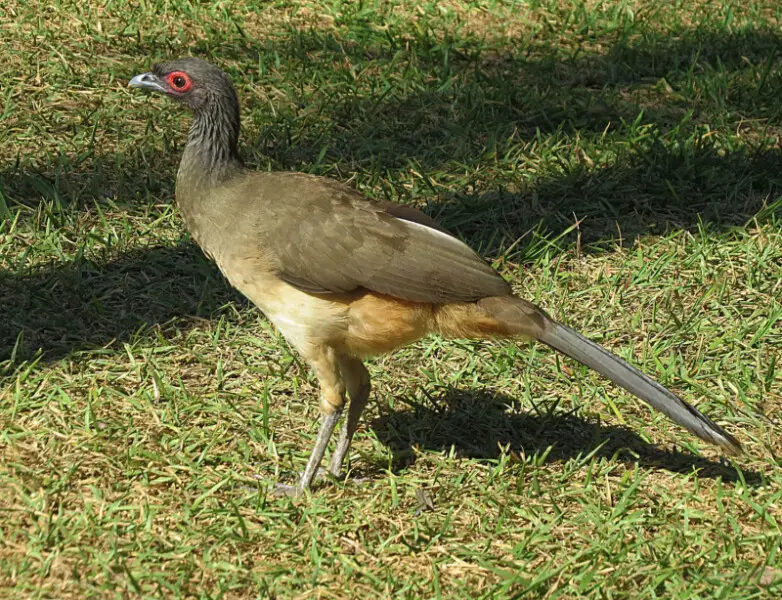 The West Mexican Chachalaca or Chachalaca Pallida is found on the semi-arid Pacific Slope of southern Mexico.