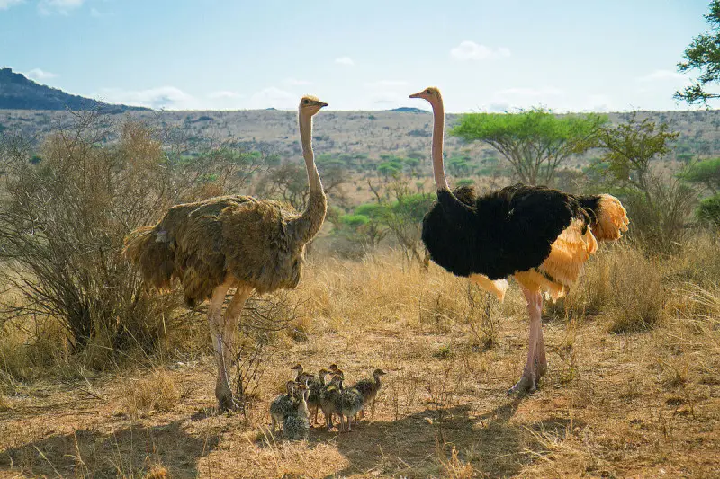 Ostrich photo