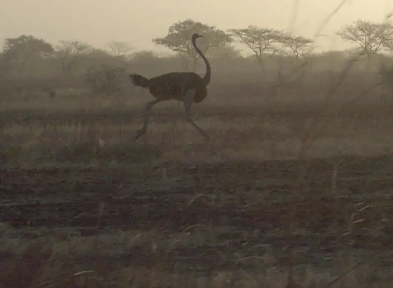 Ostrich in Waza National Park, Far North Province, Cameroon