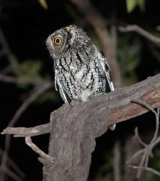 OWL, WHISKERED SCREECH (4-5-12) harshaw rd, patagonia, scc, az -03