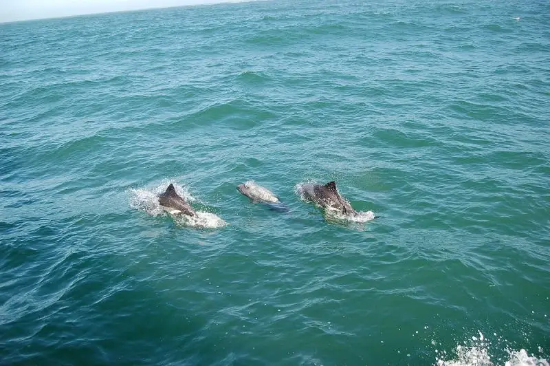 Heaviside's Dolphin photo