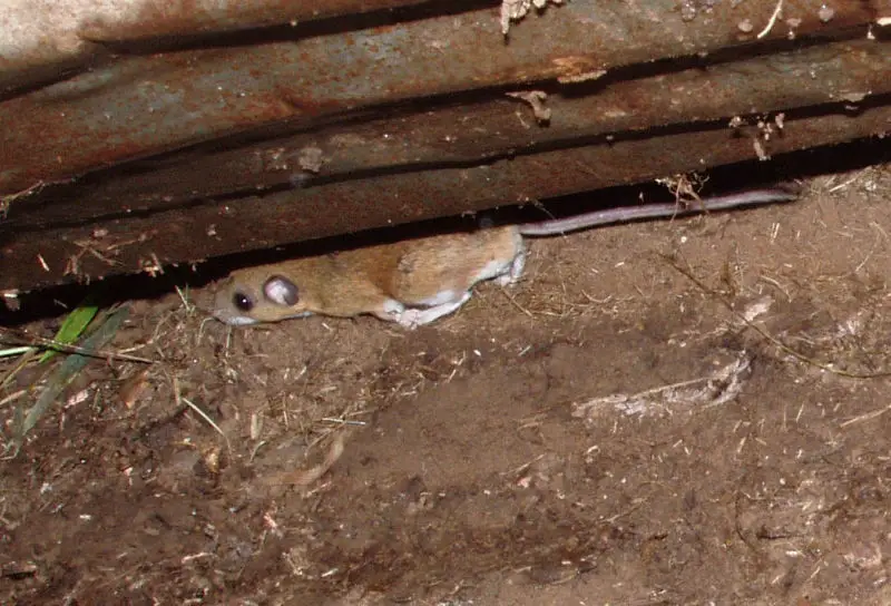 P198 Either Peromyscus leucopus (a white footed mouse) or its very similar close cousin,  P. maniculatus (deer mouse)
