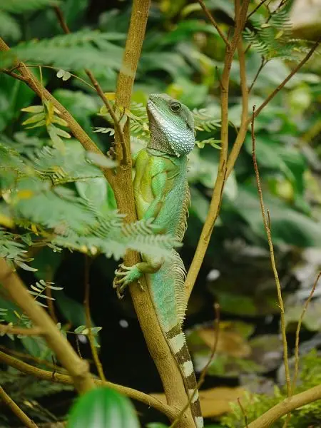 Chinese Water Dragon photo