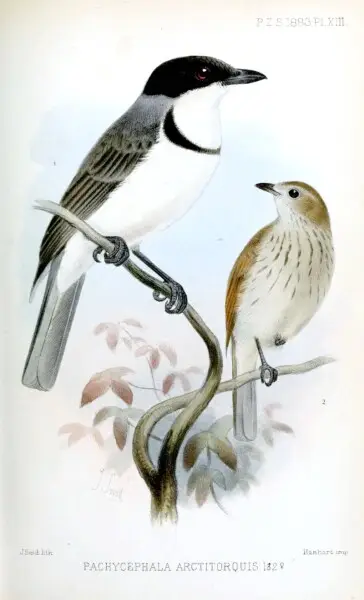 Wallacean Whistler, male (left) and female (right)