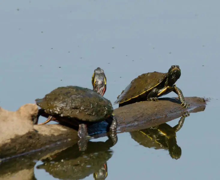 Painted and Common Map Turtles (Chrysemys picta, Graptemys geographica)
