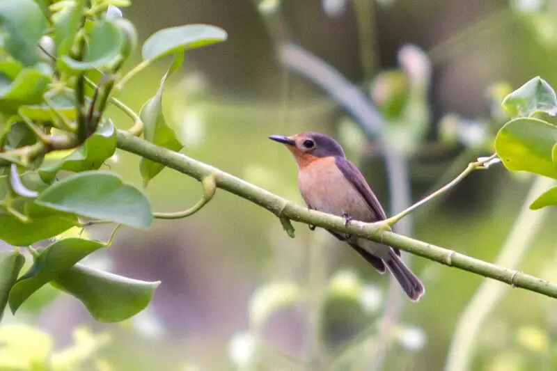 A photo of the Palau Flycatcher also known as the Mangrove Flycatcher (Myiagra erythrops) photographed on Koror, Palau by Devon Pike in 2013.