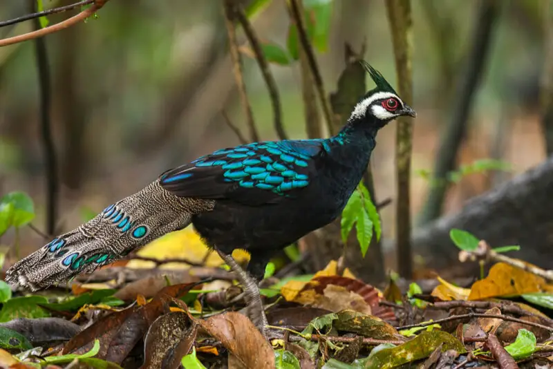 Palawan Peacock-Pheasant - Palawan - Philippines_H8O0751