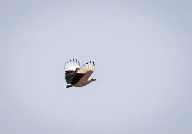 A palm-nut vulture in flight in Yankari Games Reserve, Bauchi
