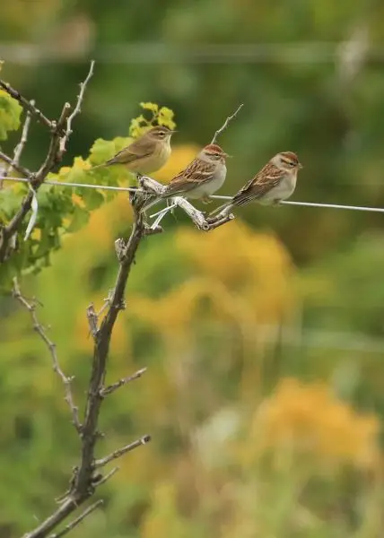 Palm Warbler with Chipping Sparrows