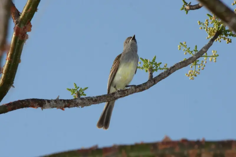 Panama Flycatcher (Myiarchus panamensis)