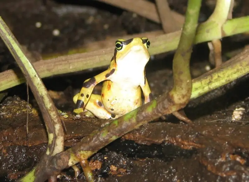 Atelopus zeteki - Panamonian Golden Frog