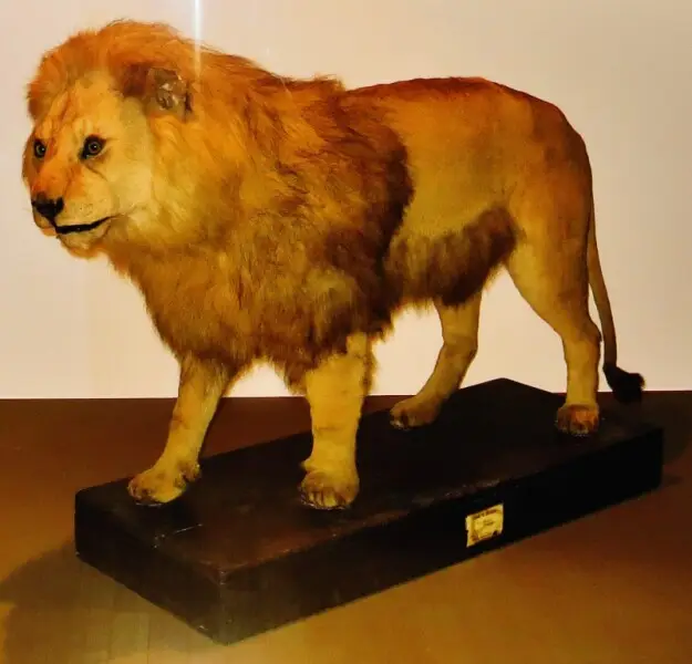 Barbary lion - Took the picture at MUSE, Trento