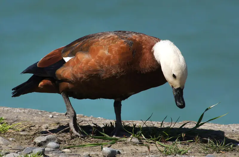 Paradise Shelduck is New Zealand's only shelduck, a worldwide group of large, often semi-terrestrial waterfowl that have goose-like features. Unusually for ducks, the female paradise shelduck is more eye-catching than the male; females have a pure white h
