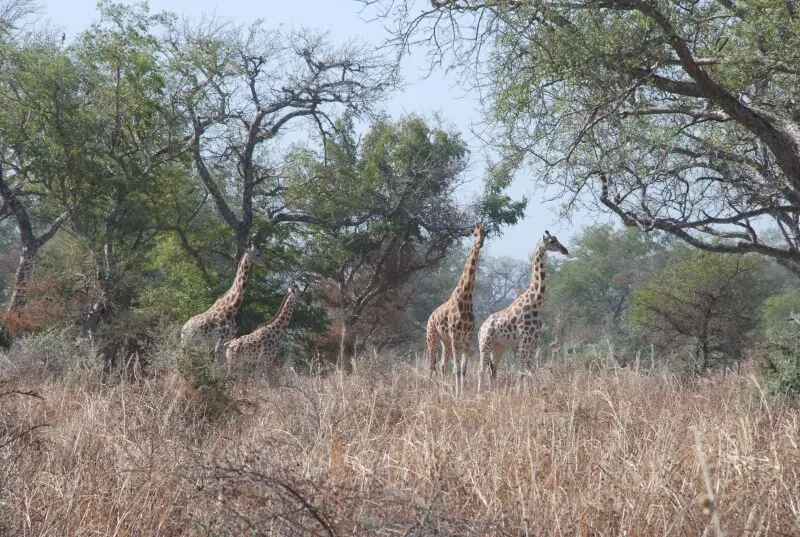 Les girafes dans le parc de Waza, situ? dans la r?gion du nord Cameroun