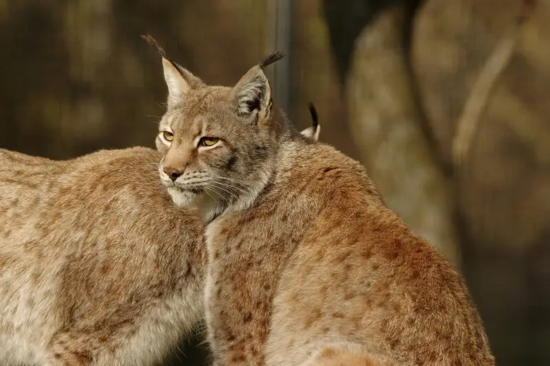 Deux Lynx de Sib?rie (Lynx lynx isabellinus) au parc des f?lins.