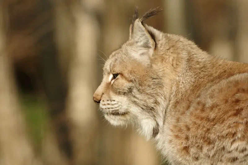 Un Lynx de Sib?rie (Lynx lynx isabellinus) au parc des f?lins.
Image d?riv?e de File:Parc_des_felins_Felin 08.jpg