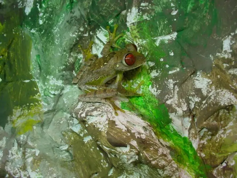 Leptopelis parkeri Facts, Diet, Habitat & Pictures on Animalia.bio