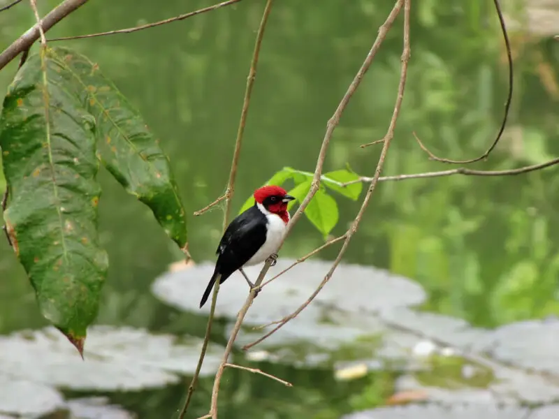 A Red-capped Cardinal in Trinidad.