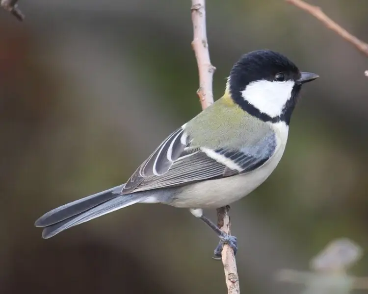 Japanese tit - Facts, Diet, Habitat & Pictures on Animalia.bio