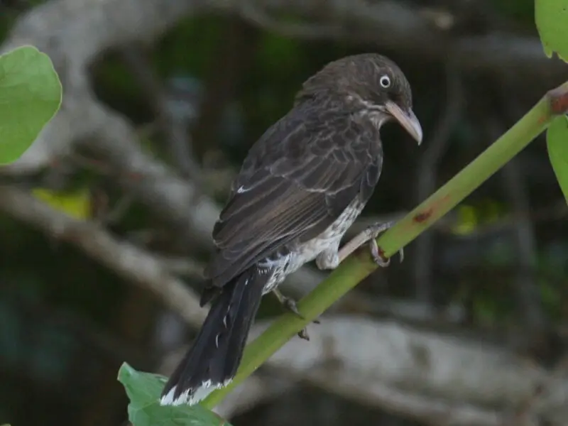 Pearly-eyed Thrasher (Margarops fuscatus) in Puerto Rico