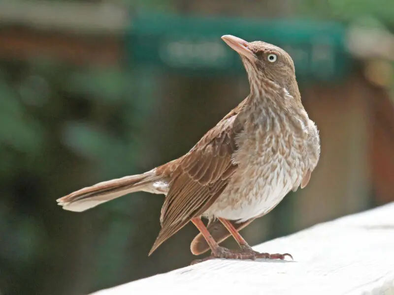 Pearly-eyed Thrasher (Margarops fuscatus) on St. Johns Island, US Virgin Islands