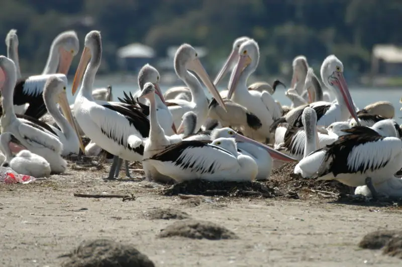 Pelicans at Orange Grove