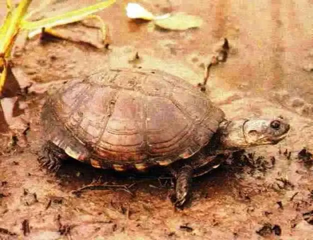 East African black mud turtle