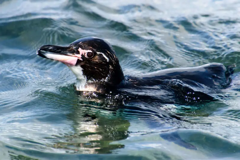 Penguin swim