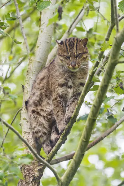 Perched female fishing cat