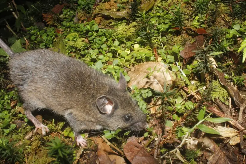 Zempoaltepec Deer Mouse (Peromyscus melanocarpus)