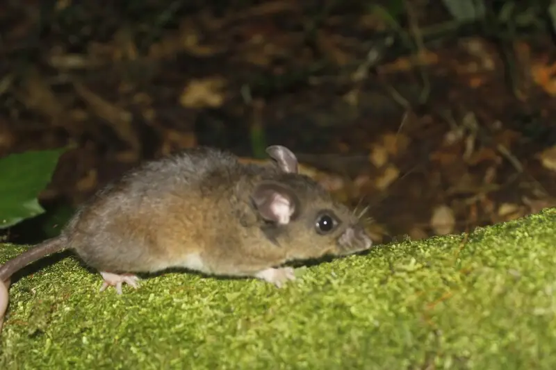 Mexican Deer Mouse (Peromyscus mexicanus)