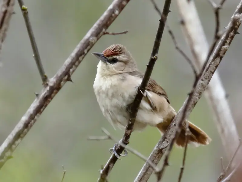 Rufous-fronted thornbird; Boa Nova, Bahia, Brazil
