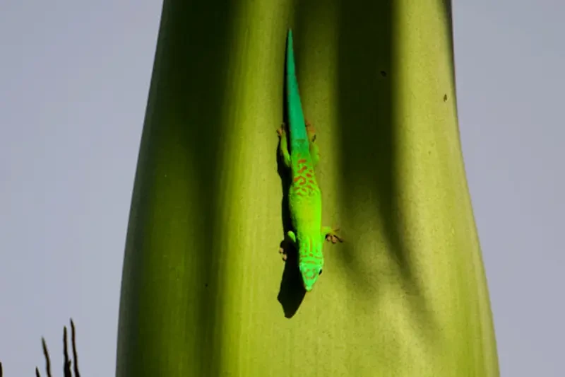 Andaman Islands day gecko