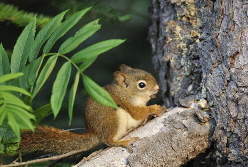 American Red Squirrel photo