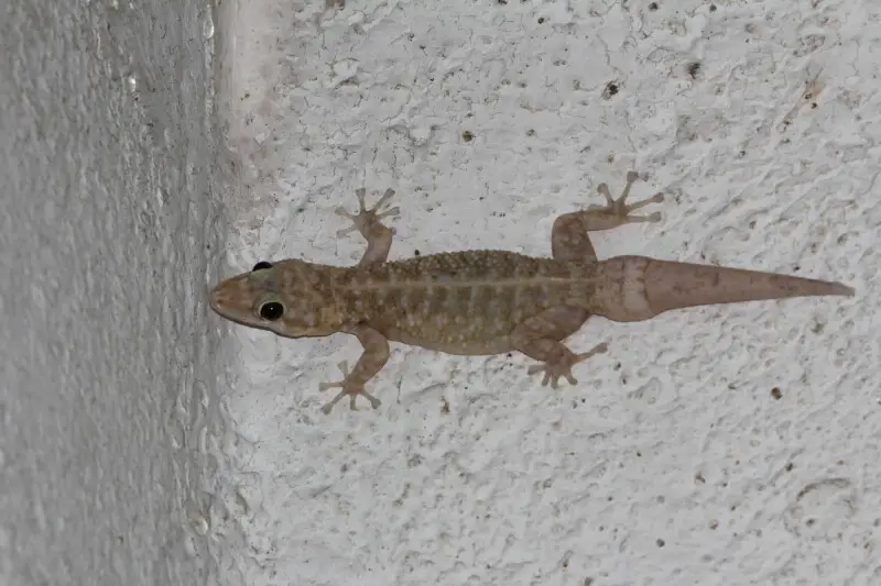 Lane's Leaf-toed Gecko (Phyllodactylus lanei)